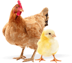 Poultry