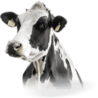 Dairy
