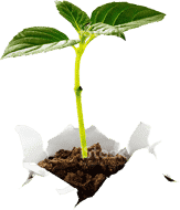 Horticultural