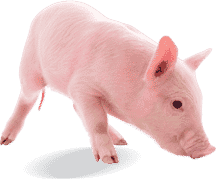Swine