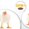 Obtenir un minimum de CFM en production de volaille