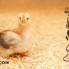 Confort thermique des poussins