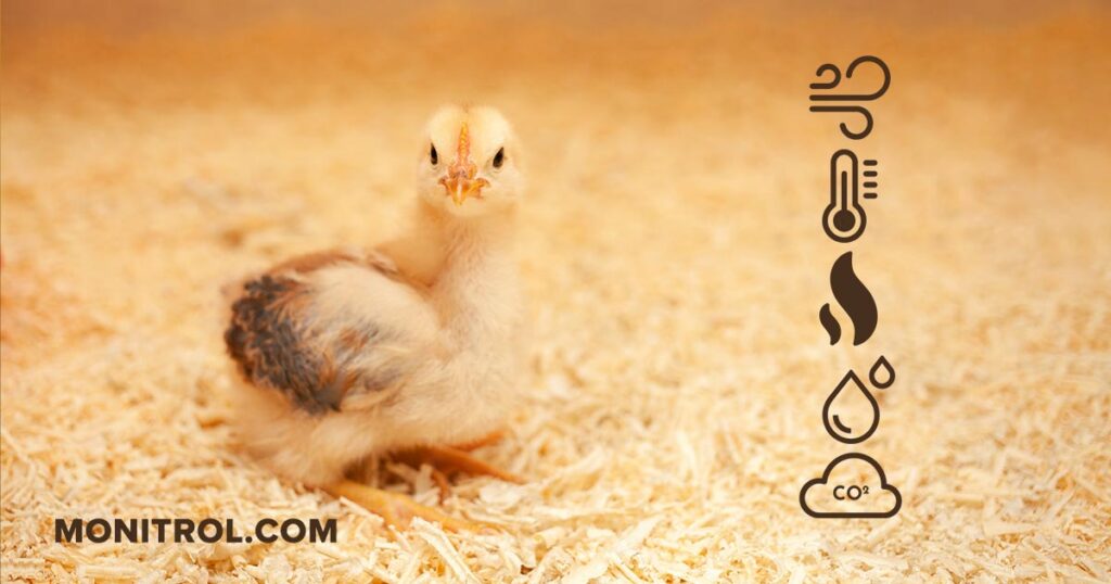 Confort thermique des poussins